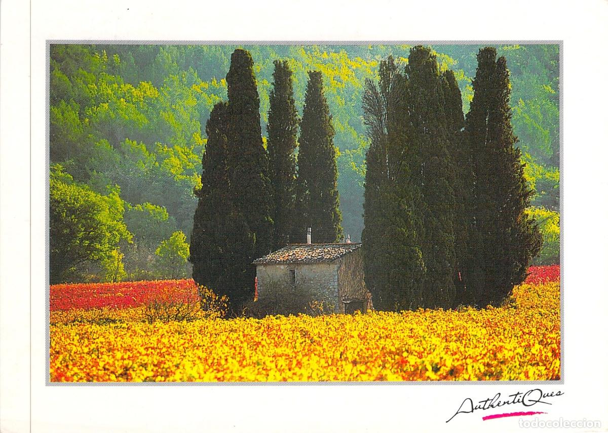 Postales: Postal Paisaje de Provenza con Cipreses y Casa de Campo, Francia