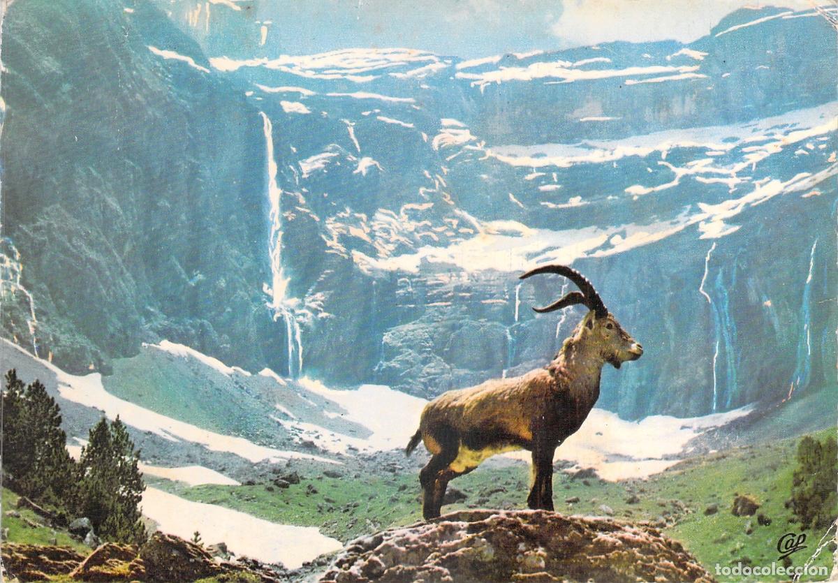 Postales: Postal de Gavarnie con Cabra Mont&eacute;s Ibex en los Pirineos