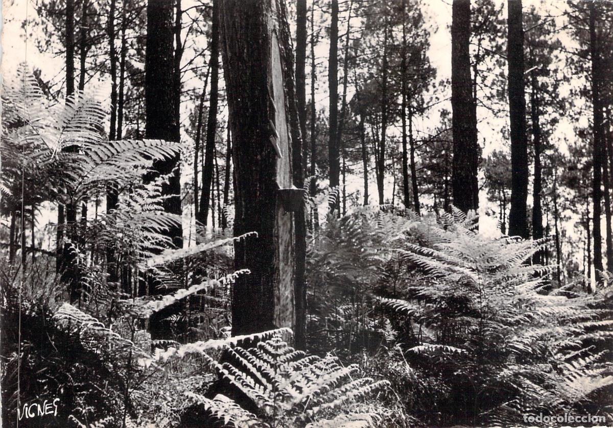 Postales: Postal Bosque de Las Landas Pinos y Helechos Foto Vignes