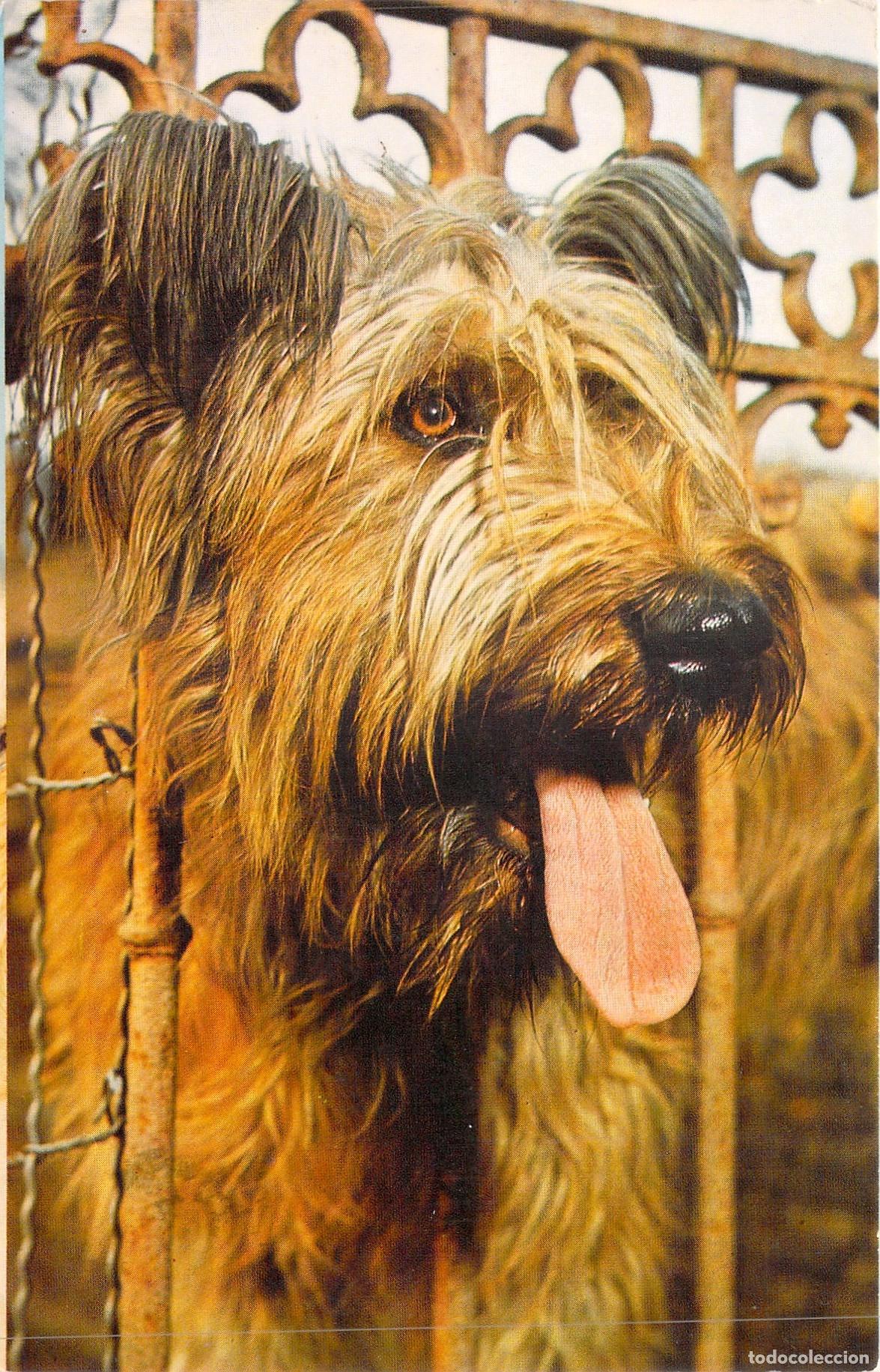 Postkarten: Postal Perro Pastor de Brie - Colecci&oacute;n T&eacute;l&eacute;magazine