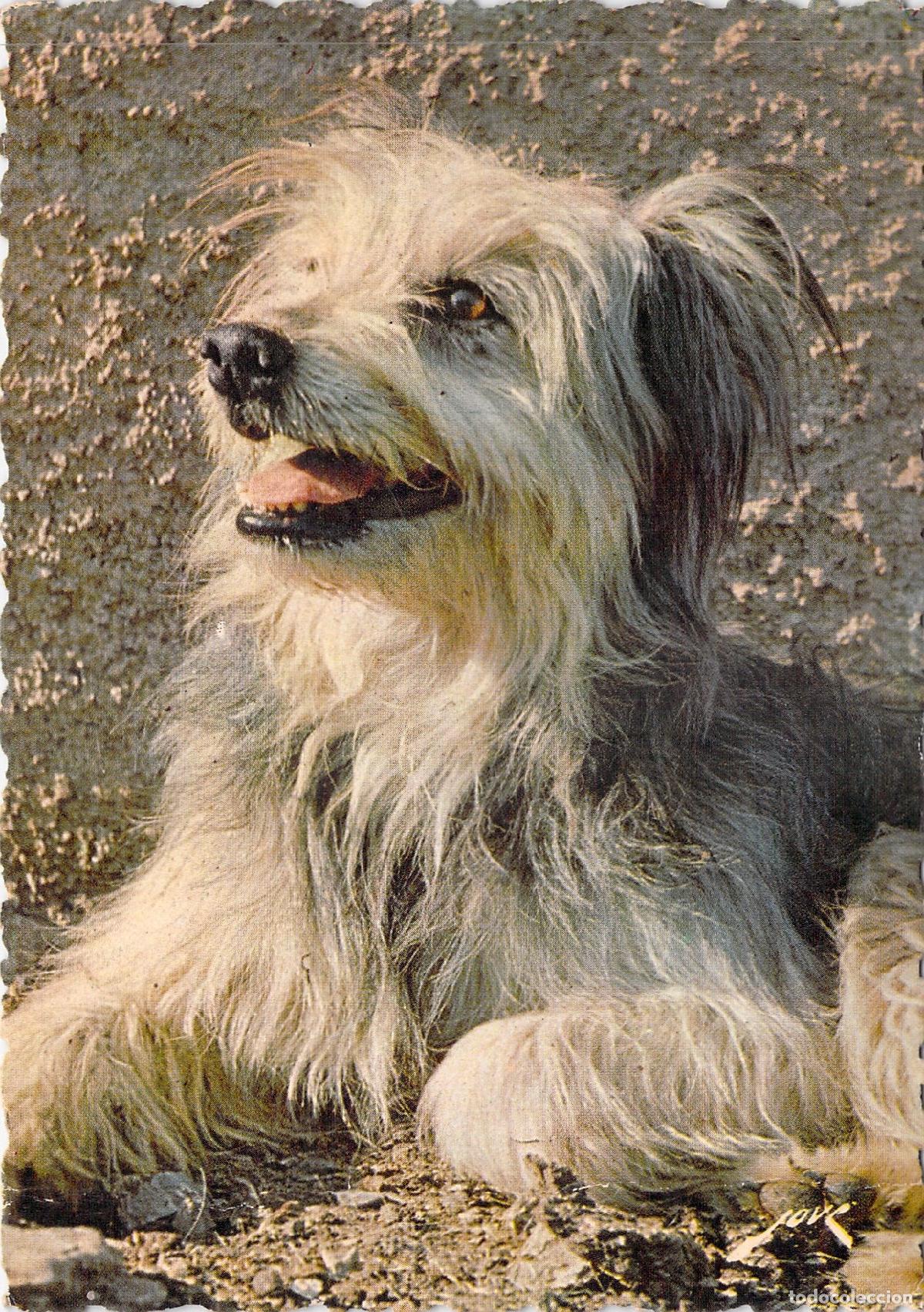 Postkarten: Postal de Perro Pastor de los Pirineos Labrit