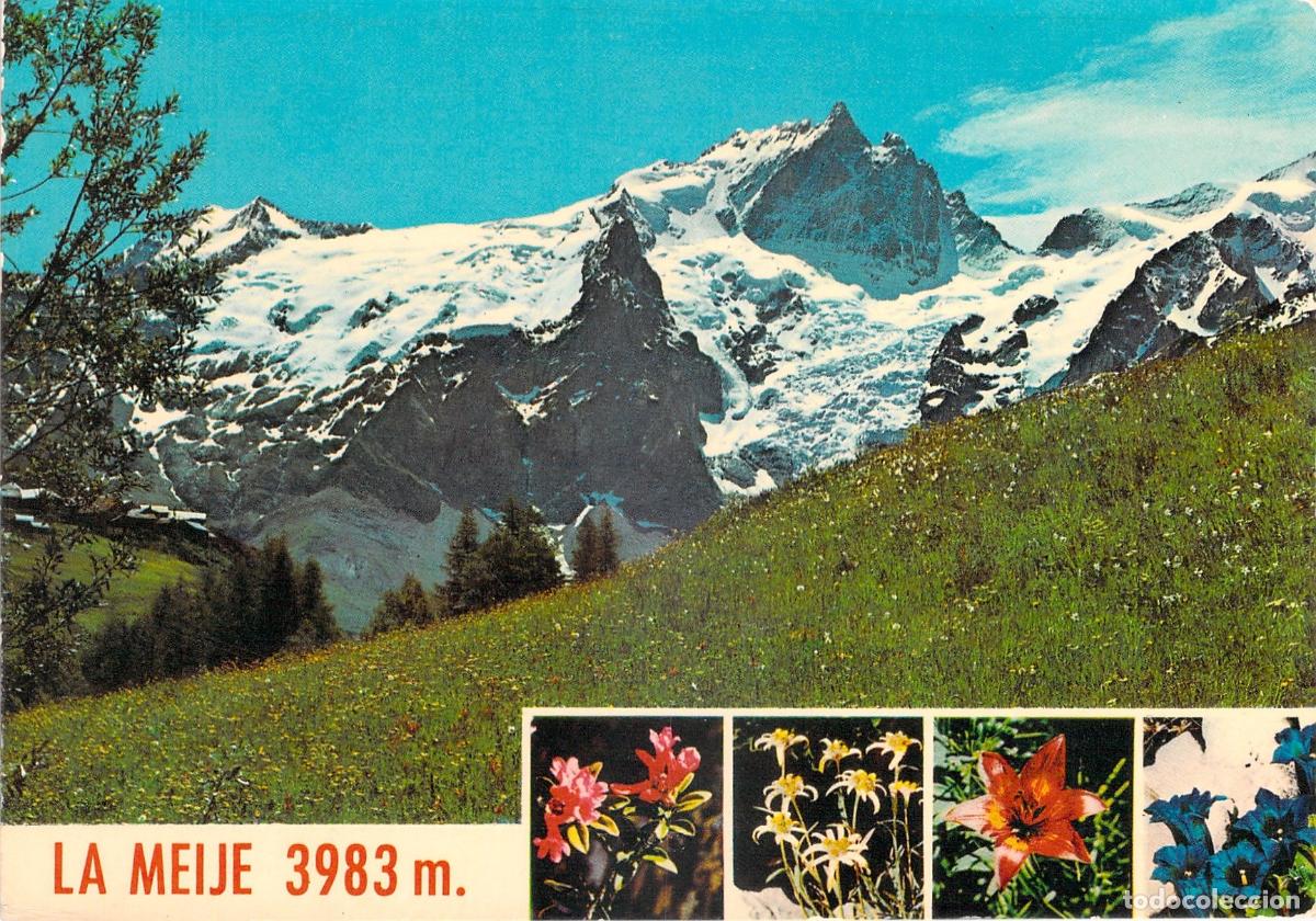 Postales: Postal de la Monta&ntilde;a La Meije y Flores Alpestres
