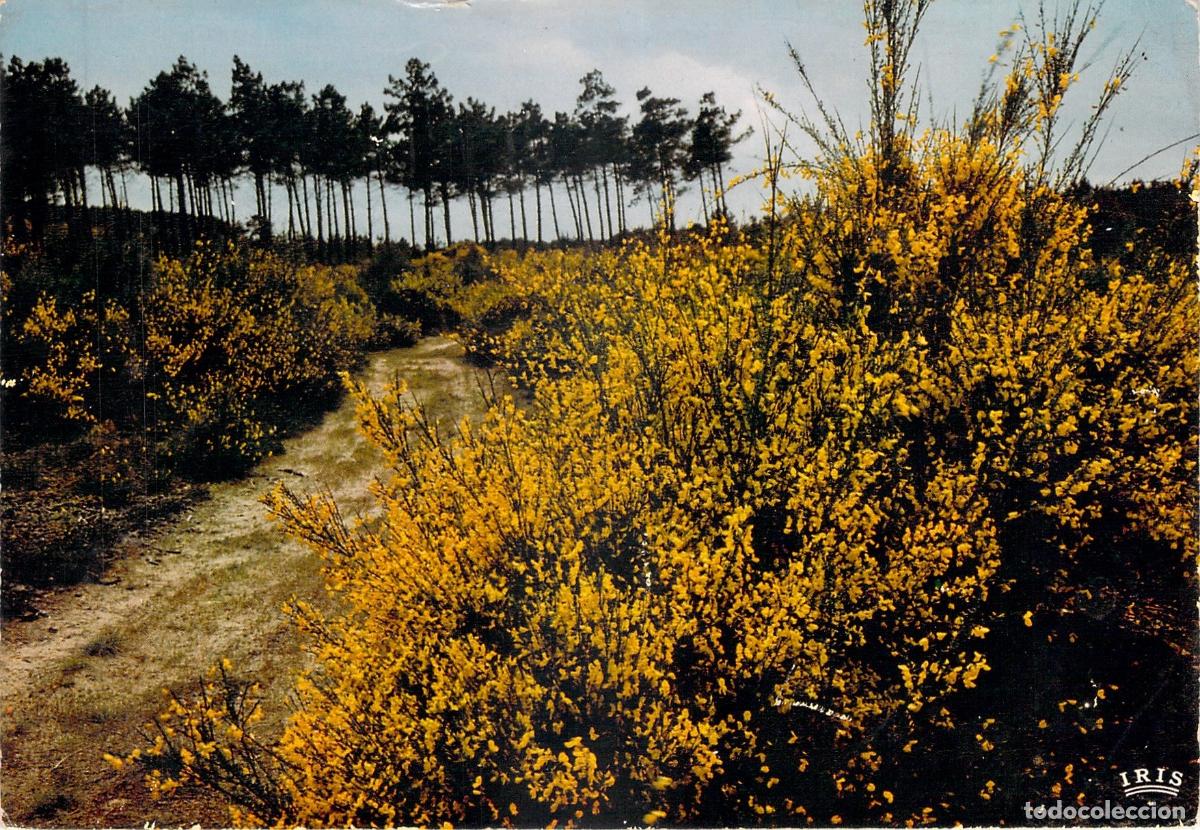 Postales: Tarjeta Postal Paisaje de Las Landas Retamas en Flor Francia