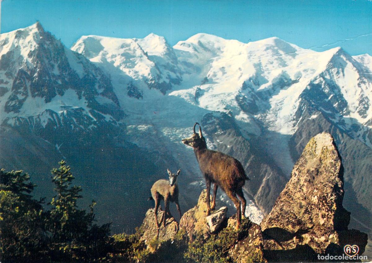 Postais: Postal de Chamonix Mont Blanc con Gamuzas en el Col del Br&eacute;vent