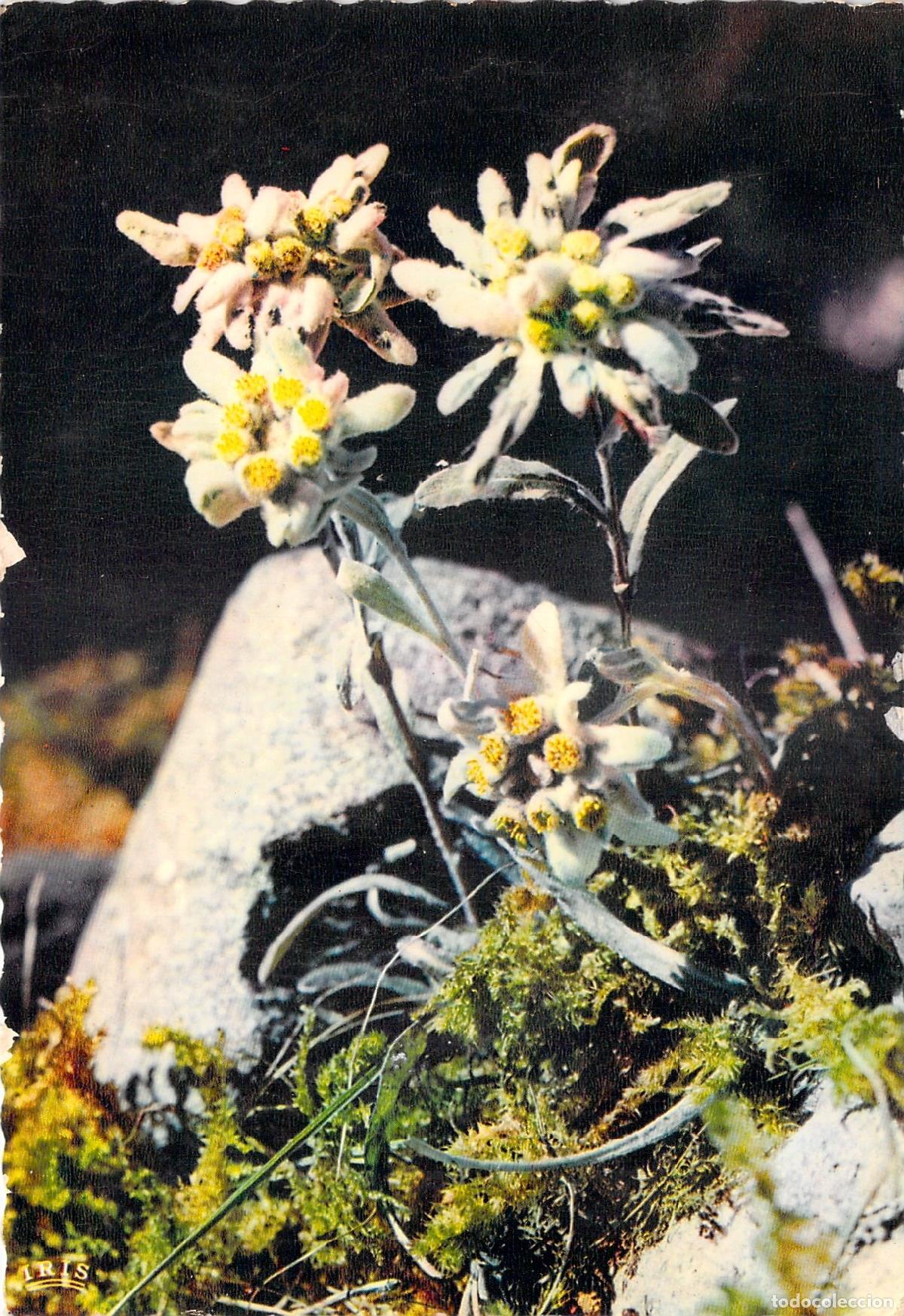 Postales: Postal de la Flor de Edelweiss, Flora de Monta&ntilde;a, Proc&eacute;d&eacute; Mexichrome