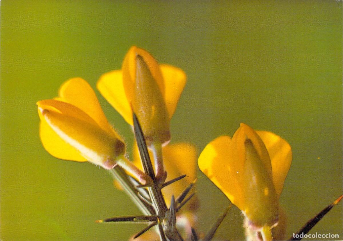 Postales: Postal con Flores Amarillas de Tojo por Champollion