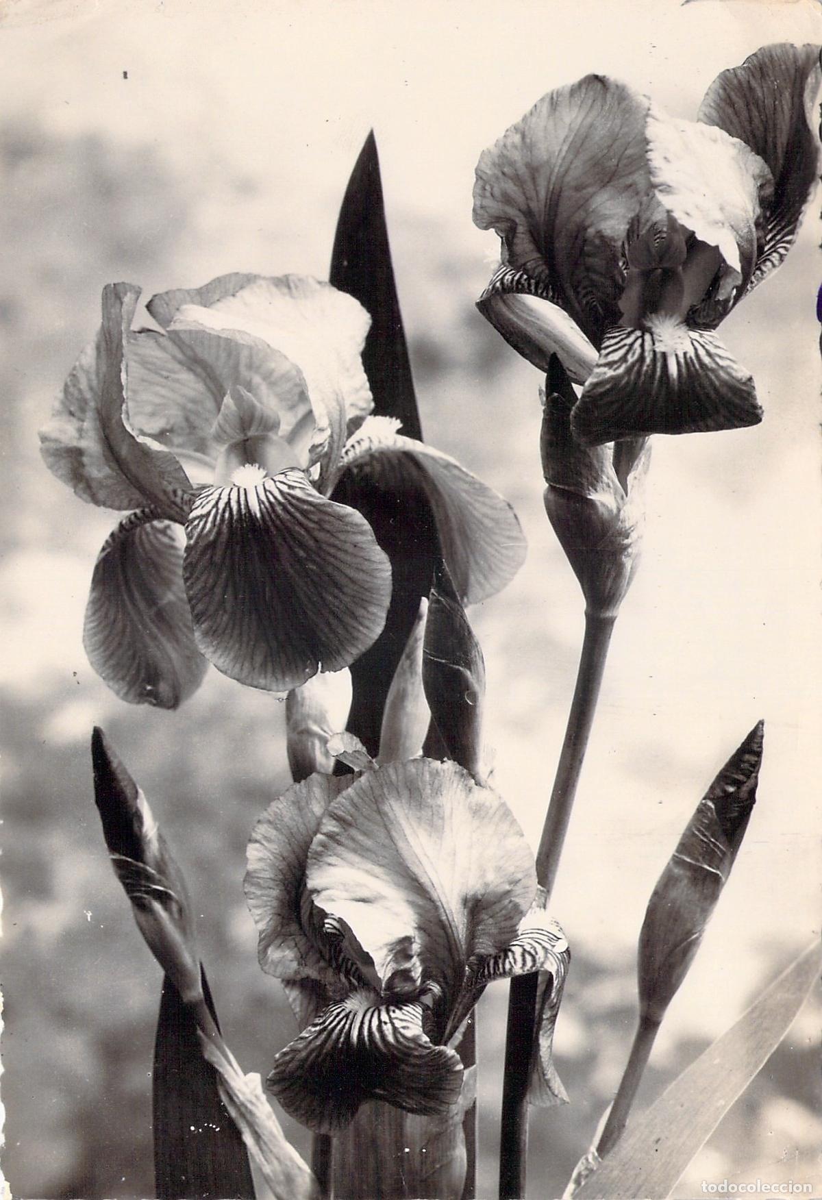 Postales: Postal con Fotograf&iacute;a de Lirios Iris en Blanco y Negro
