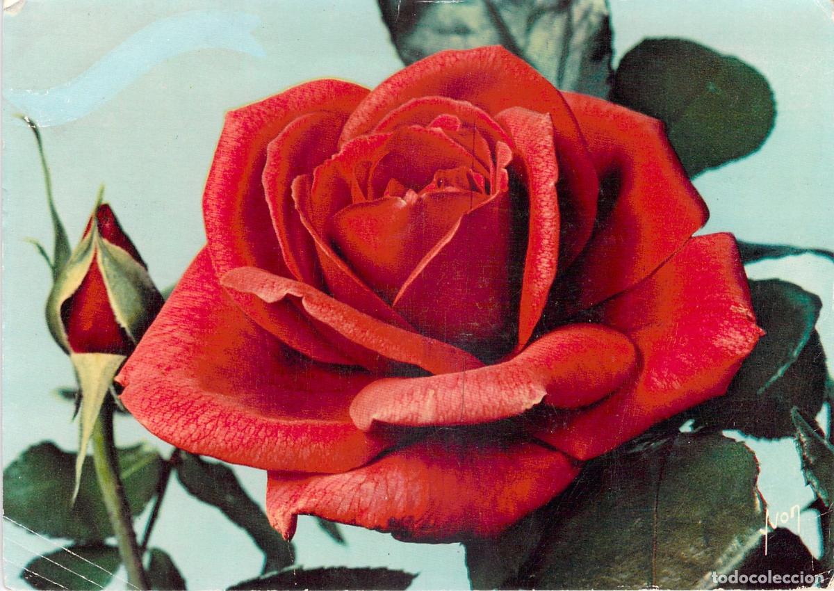 Postales: Postal de Flor con Rosa Roja Soraya Jolies Roses de France
