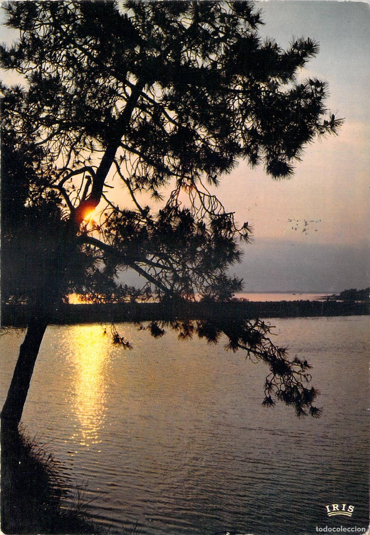 Postales: Postal de la Costa Atl&aacute;ntica con Atardecer y Silueta de Pino