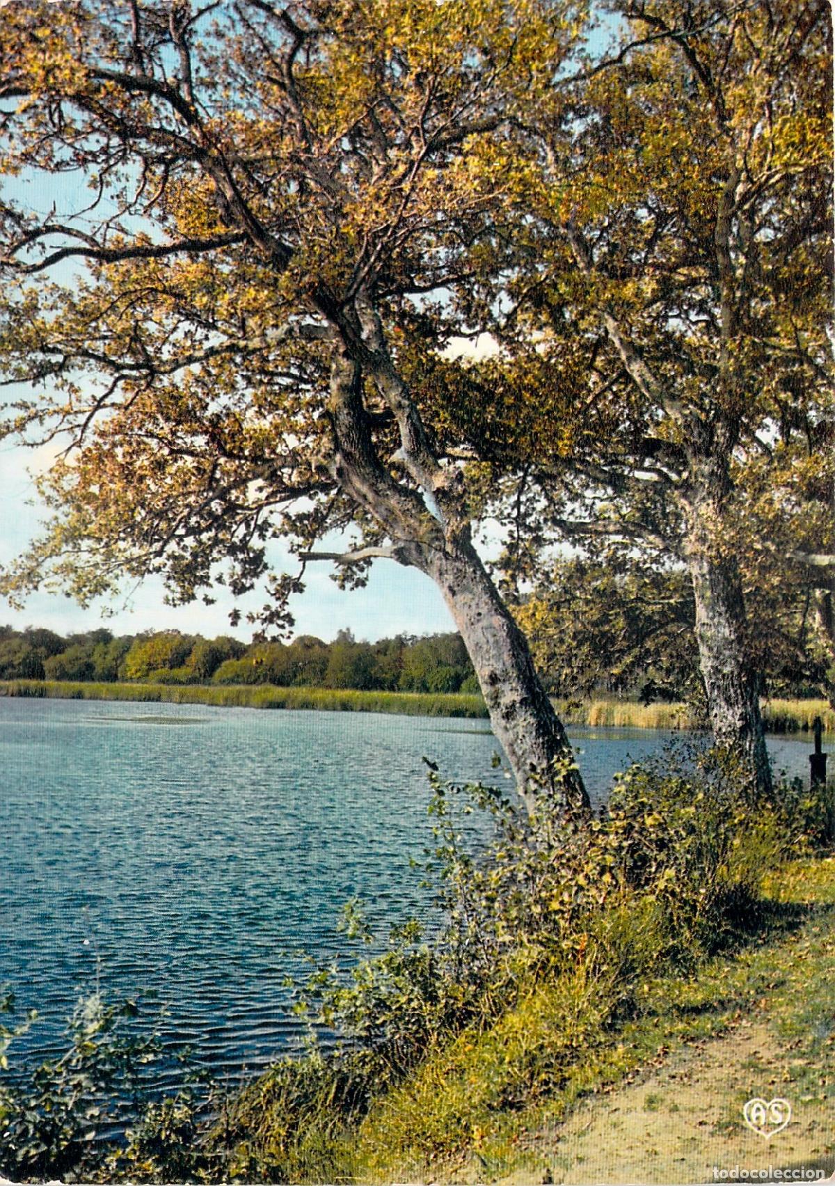 Postales: Postal de Paisaje de Oto&ntilde;o con R&iacute;o y &Aacute;rboles - Forets et Rivieres