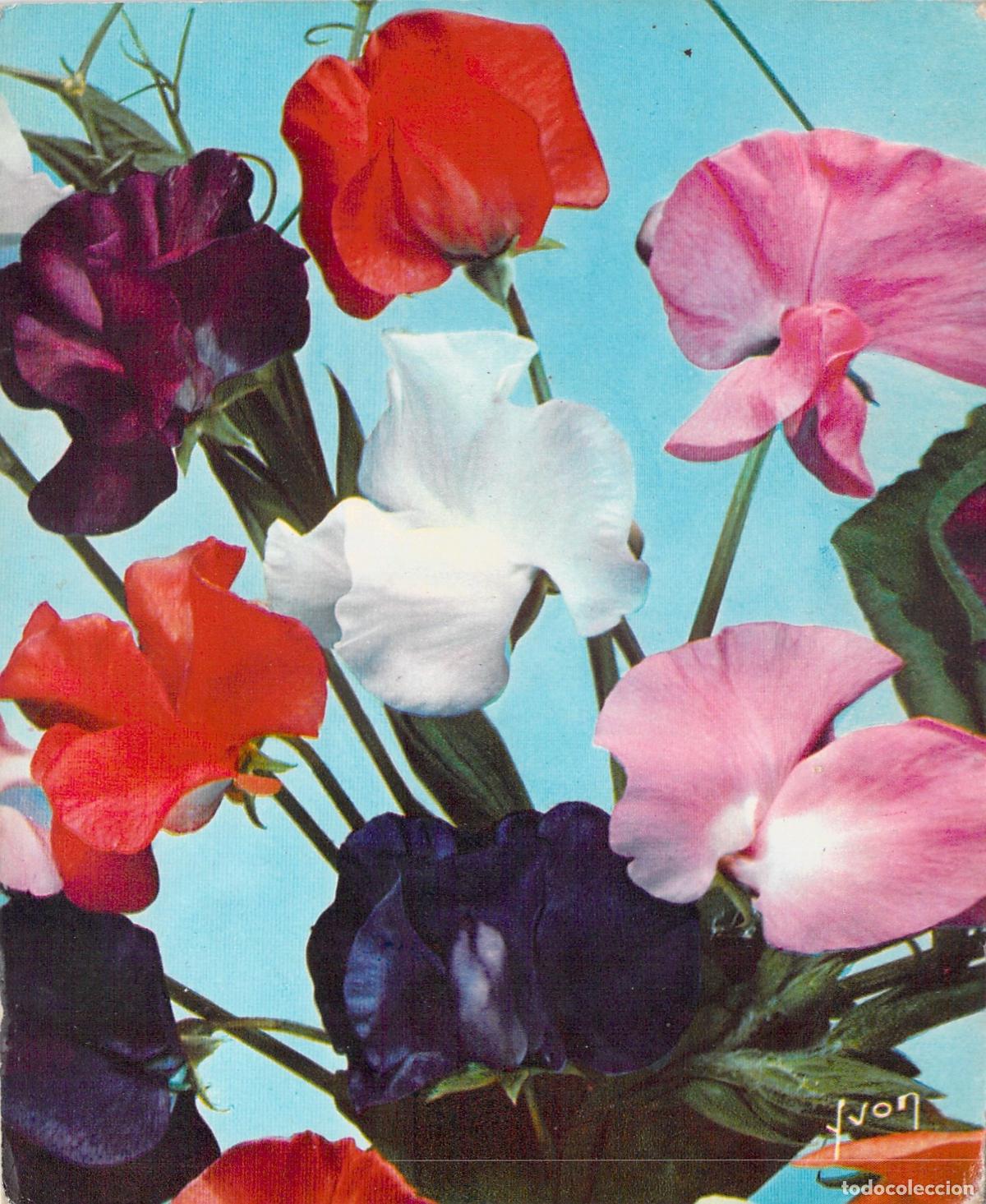 Postales: Postal Ilustraci&oacute;n de Flores Guisante de Olor &Eacute;ditions d'Art Yvon