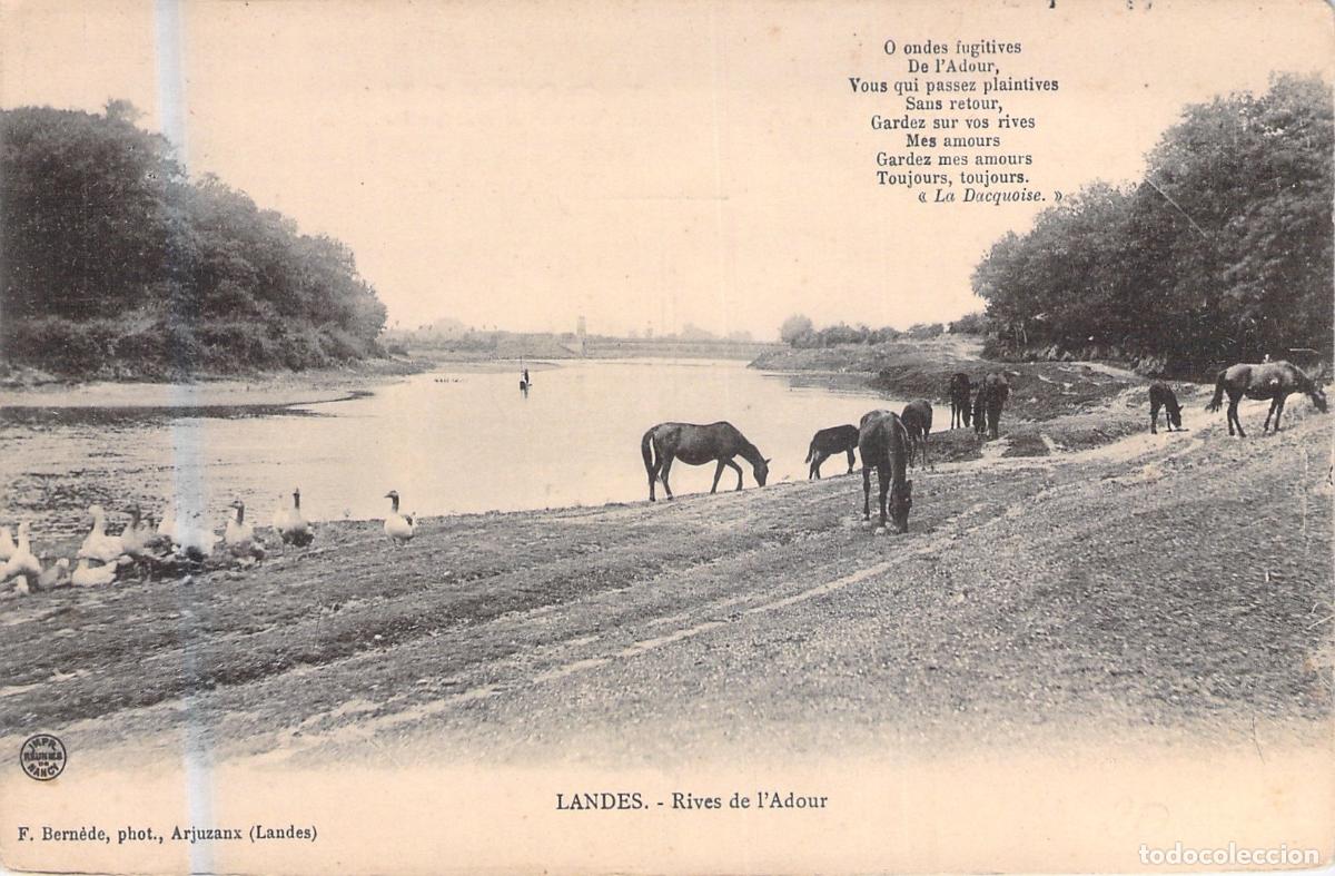 Postales: Postal de las Orillas del R&iacute;o Adour con Caballos, Landes, Francia