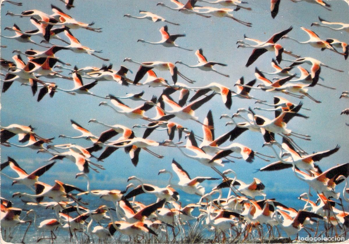 Postkarten: Postal de Flamencos Rosas en Vuelo en la Camarga