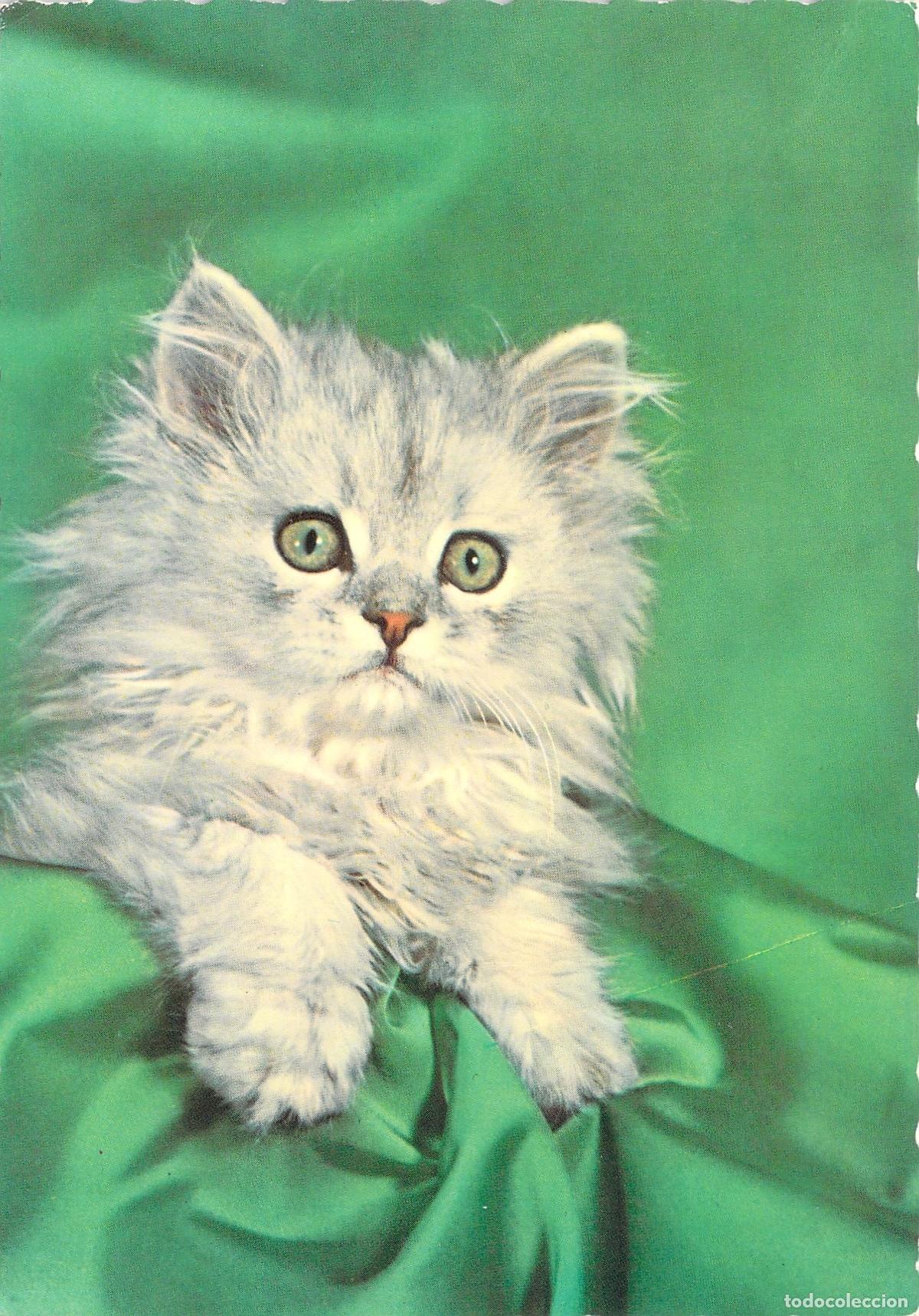 Postales: Postal de Lindo Gatito Gris sobre Fondo Verde