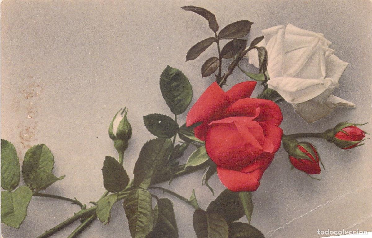Postales: Postal Art&iacute;stica con Hermosas Rosas Roja y Blanca