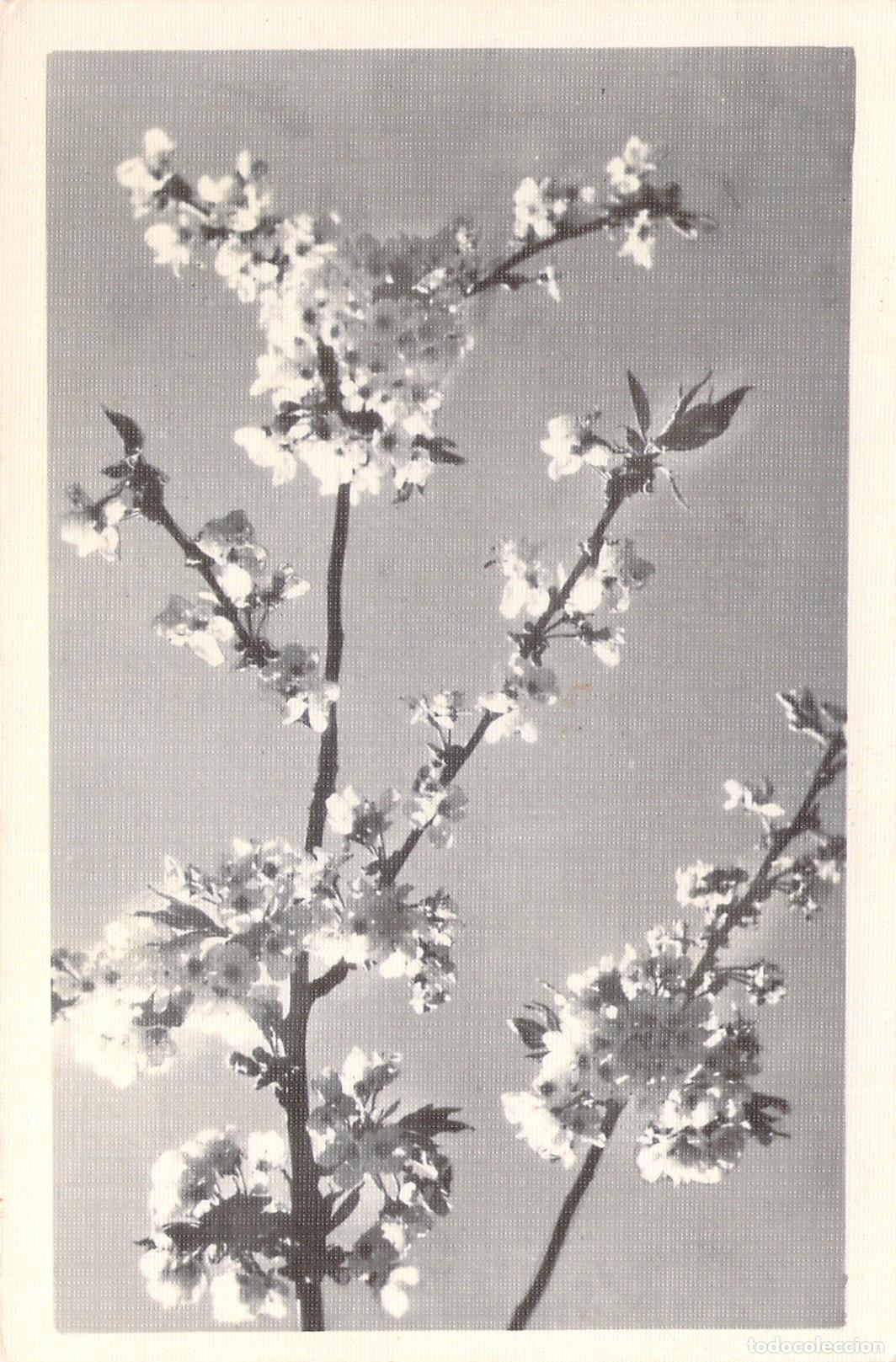 Postales: Postal con Rama de Cerezo en Flor en Blanco y Negro