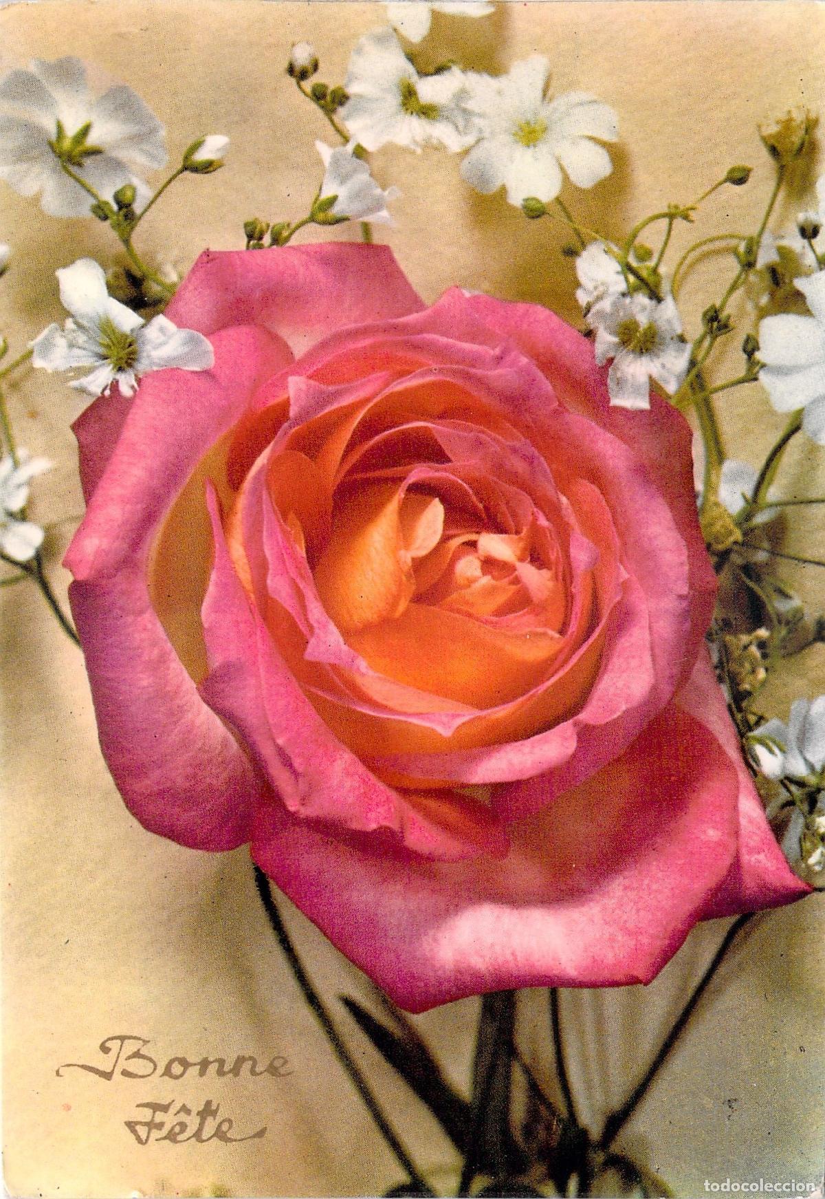 Postales: Postal de Felicitaci&oacute;n con Rosa Rosa Bonne F&ecirc;te
