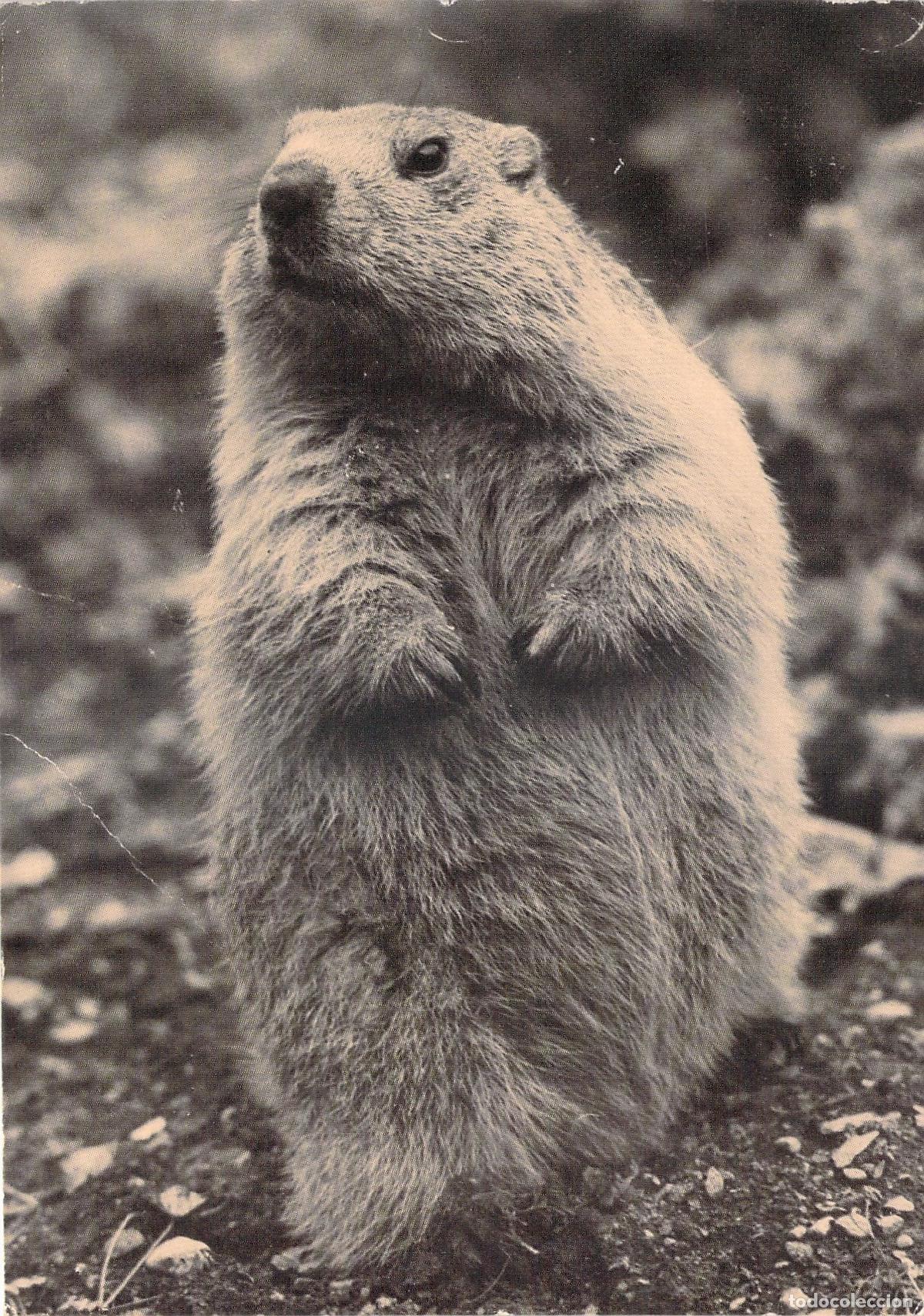 Postkarten: Postal de Marmota en los Alpes Franceses, Valloire