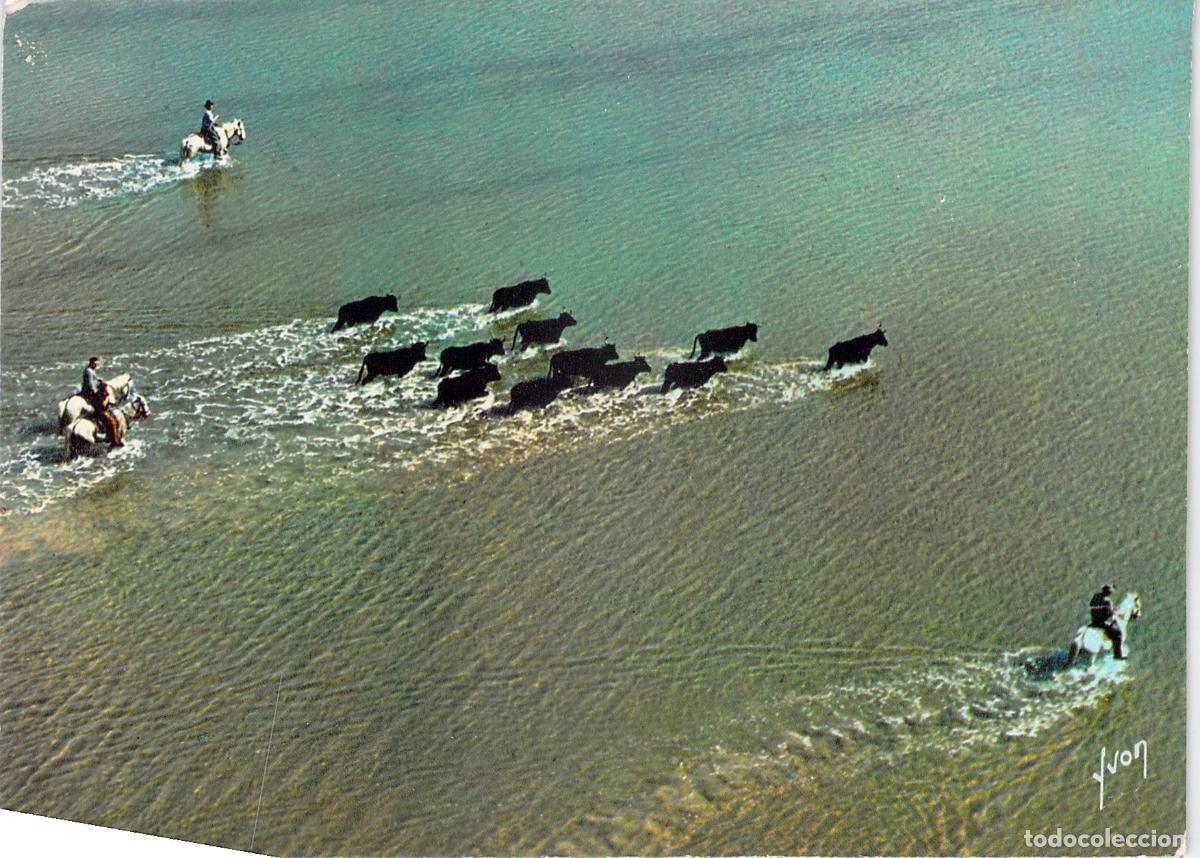 Postkarten: Postal Camargue Francia Jinetes y Toros Cruzando Lago