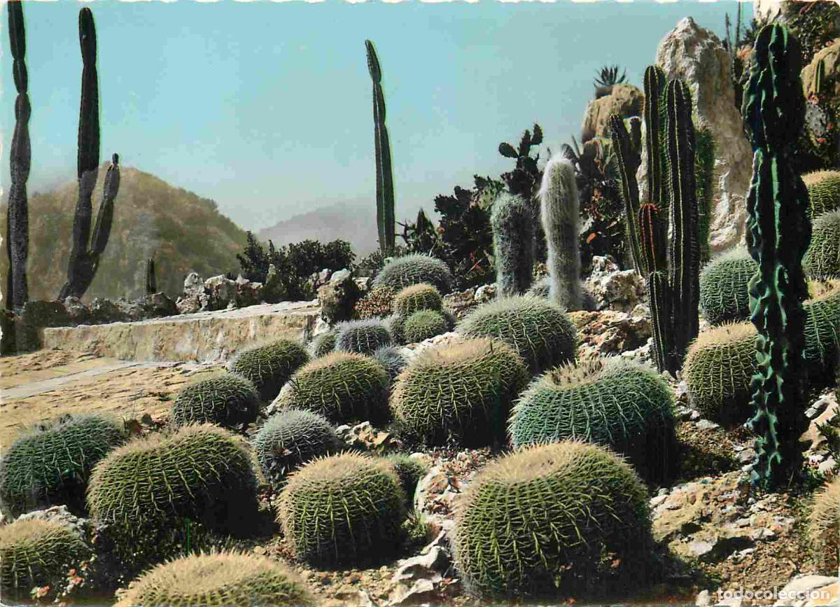 Postkarten: Francia - Carte Postale - 06 - Eze-village - Le jardin exotique - coussins de belle-m&egrave;re et cand&eacute;lab