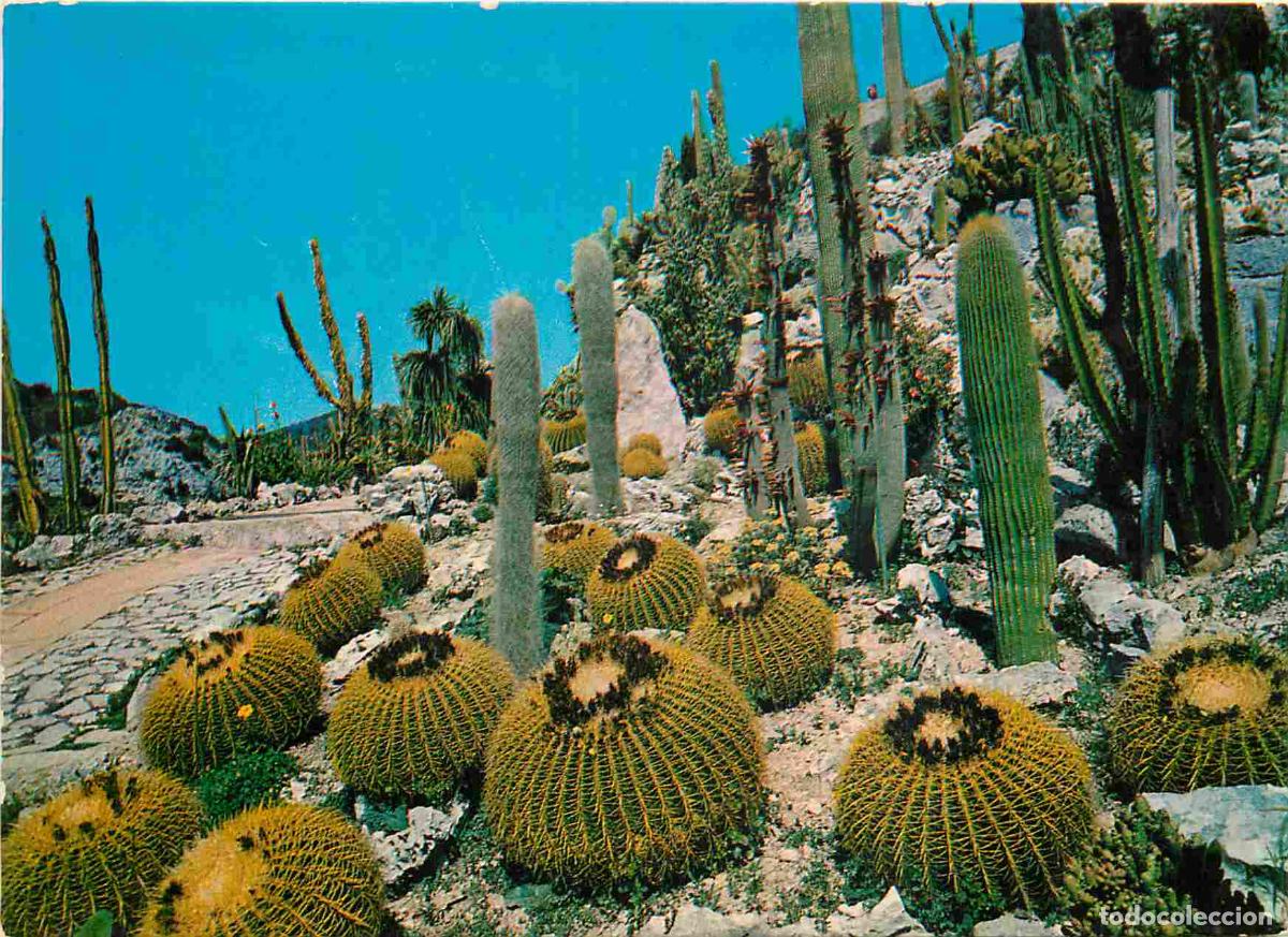 Cartes Postales: Francia - Carte Postale - 06 - Eze-village - Vegetation tropicale et exotique coussins de belle-m&egrave;re