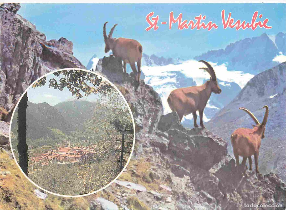 Cartes Postales: Francia - Carte Postale - 06 - St-martin vesubie - Altitude 1000 m&egrave;tres - Bouquetins - CPM - Voir Sc
