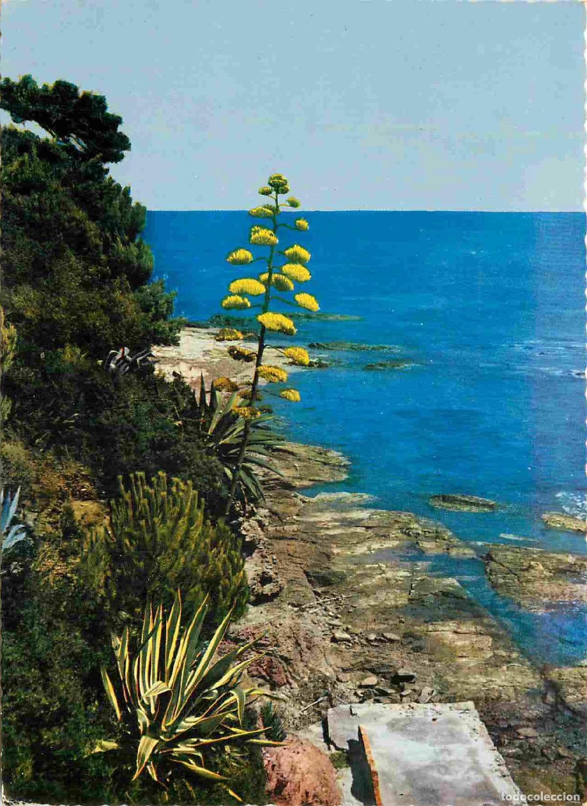 Postcards: Francia - Carte Postale - 83 - Hy&egrave;res - La m&eacute;diterran&eacute;e v&eacute;g&eacute;tation exotique - CPM - Voir Scans Recto