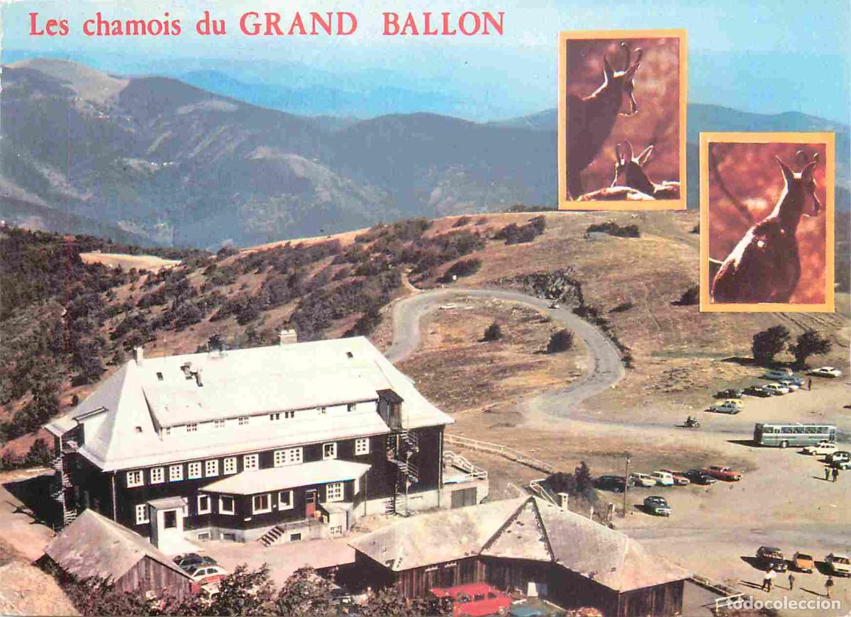 Postcards: Francia - Carte Postale - 68 - Grand ballon - Les chamois du grand ballon - sommet culminant des vos