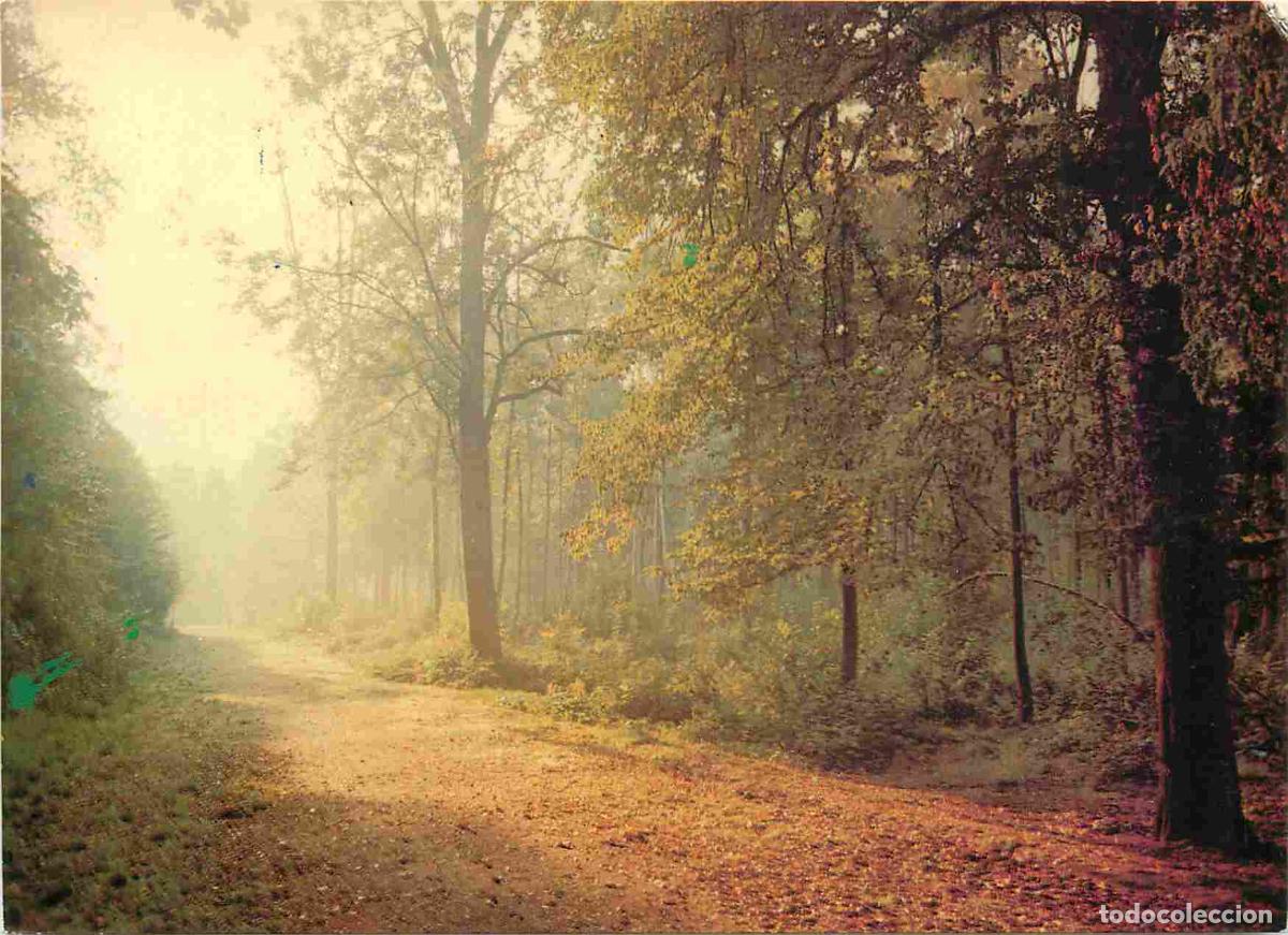 Cartes Postales: Francia - Carte Postale - 92 - Meudon - For&ecirc;t de Meudon Clamart - CPM - Voir Scans Recto-Verso