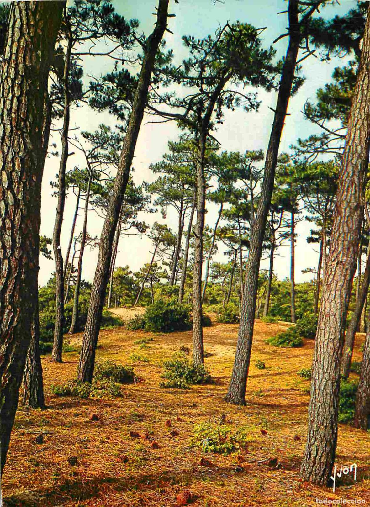 Postales: Francia - Carte Postale - 62 - Le Touquet - For&ecirc;t de Pins - CPM - Voir Scans Recto-Verso