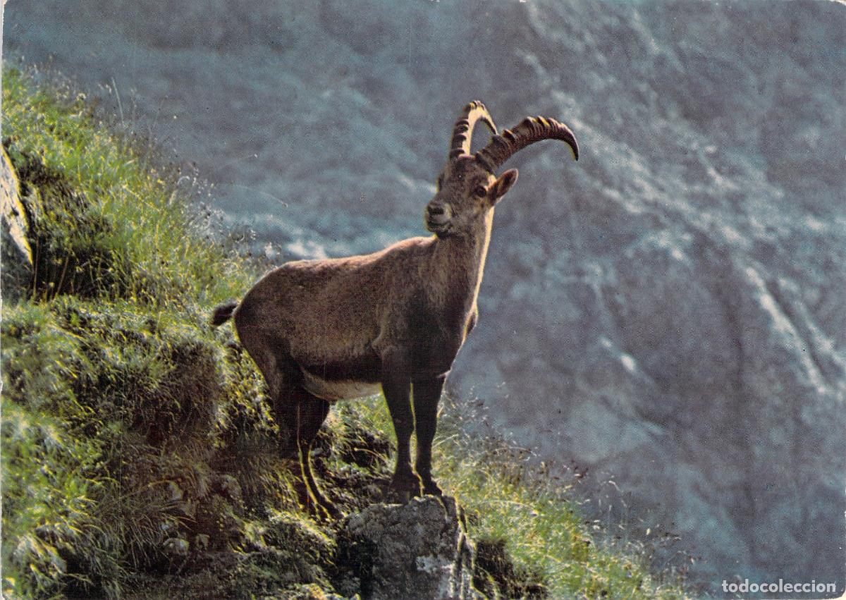 Postales: Postal de Cabra Montesa Bouquetin en los Alpes Franceses