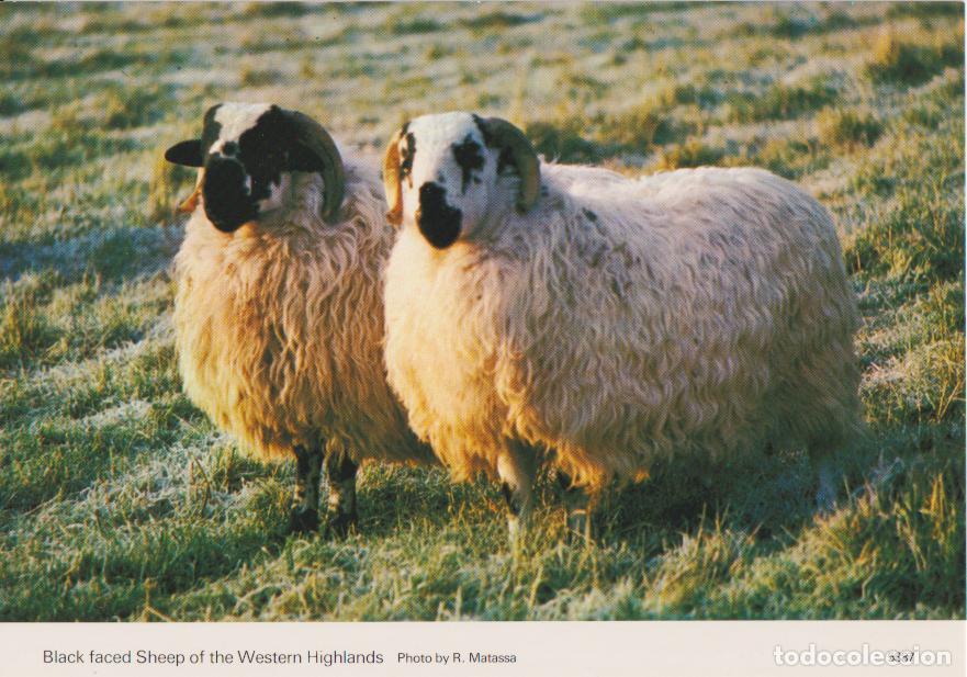 Postcards: ESCOCIA, OVEJAS DE CARA NEGRA DE LAS TIERRAS ALTAS &ndash; PHOTO R.MATASSA 5387 &ndash; S/C