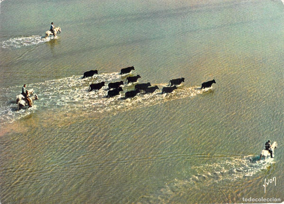 Postales: Postal Camarga Francia Guardianes y Manada de Toros Cruzando un Estanque