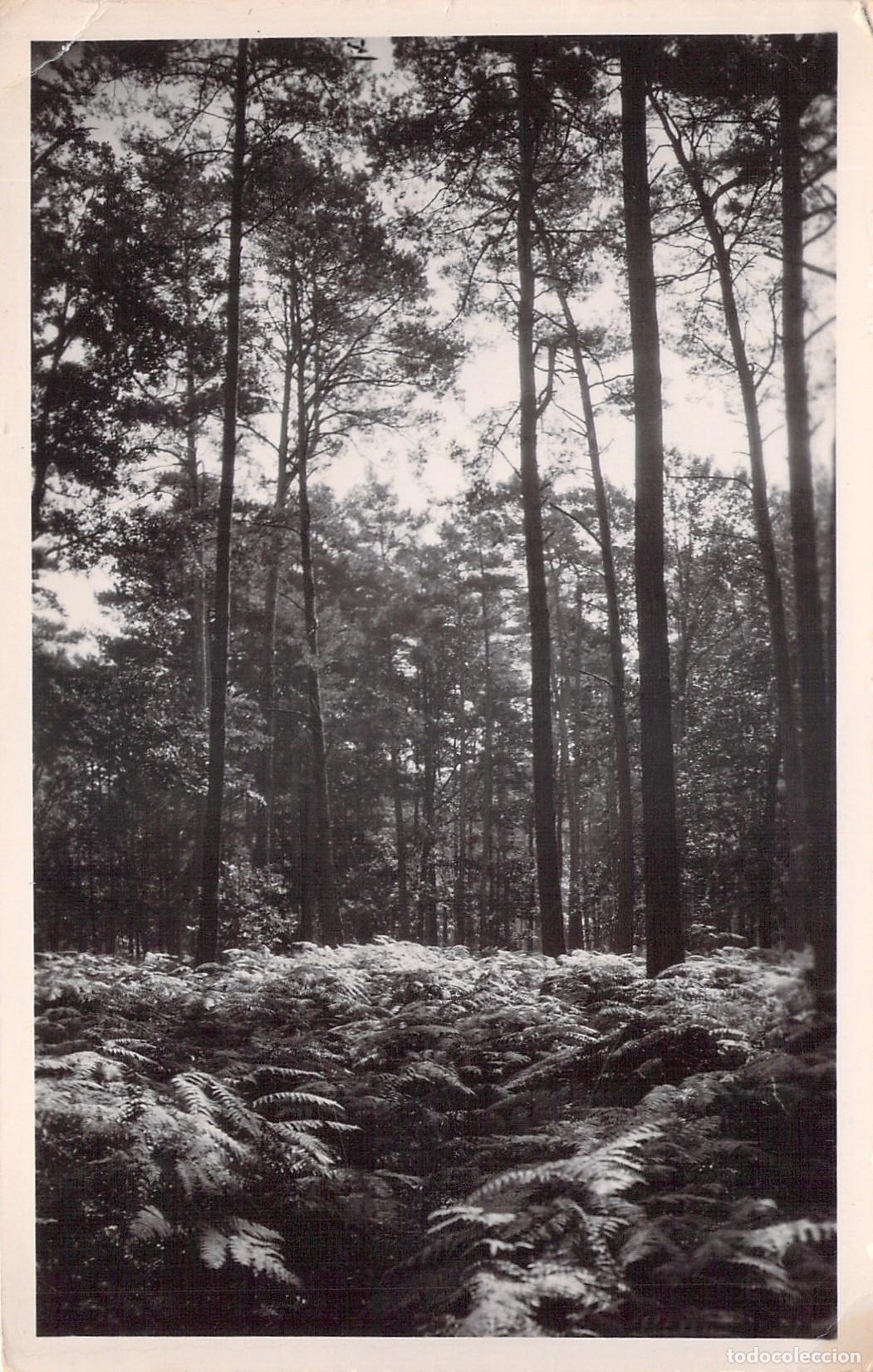 Postales: Postal del Bosque de Rambouillet Sous-Bois Francia
