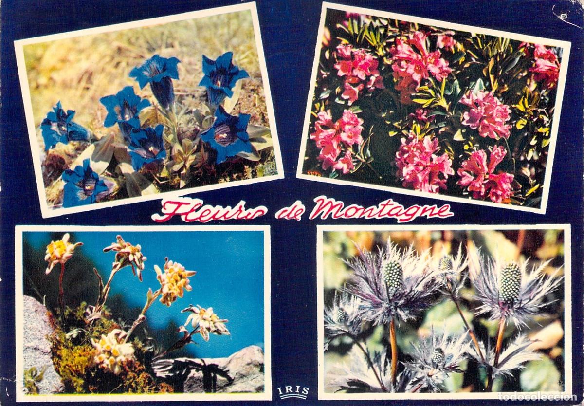 Postales: Postal Flores de Monta&ntilde;a Alpes Edelweiss Gencianas Francia