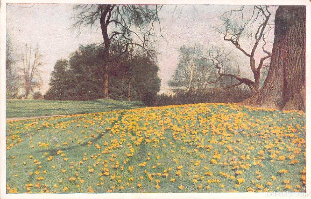 Postales: Postal de los Jardines Bot&aacute;nicos Reales de Kew con Crocus amarillos