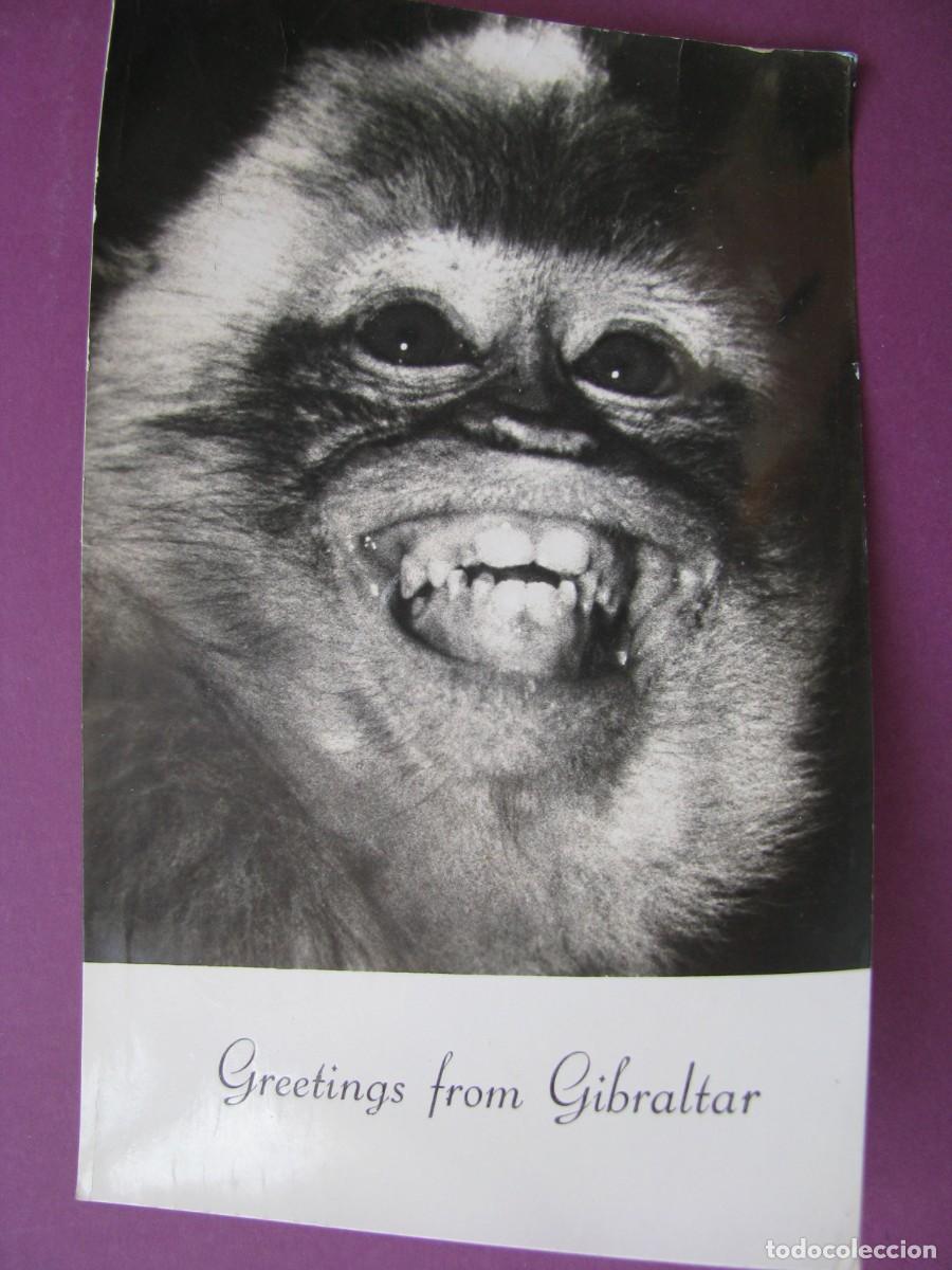 Postales: POSTAL FOTOGRAFICA DE GIBRALTAR. ROCK APE OF GIBRALTAR. PON'S CART. ESCRITA 1961