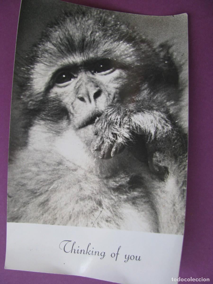 Postales: POSTAL FOTOGRAFICA DE GIBRALTAR. ROCK APE OF GIBRALTAR. PON'S CART. ESCRITA 1961