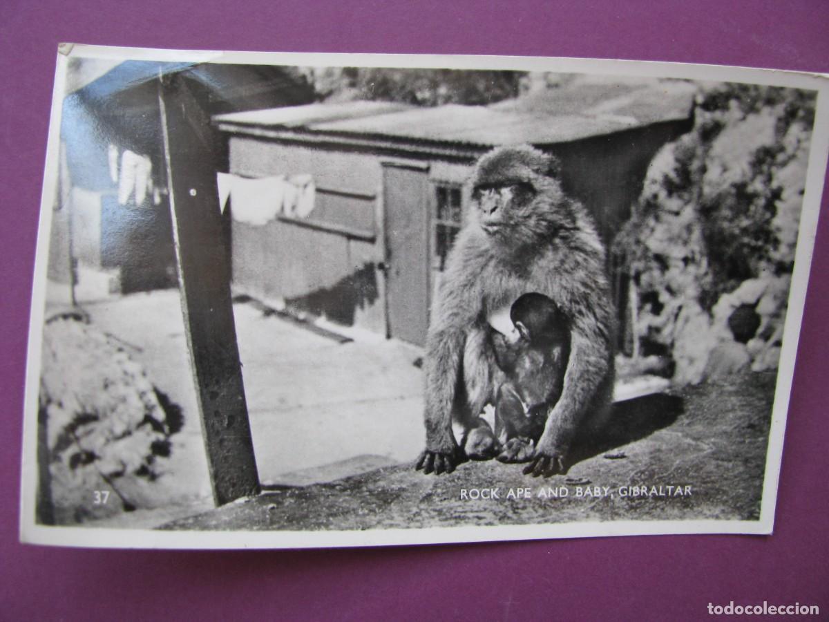 Postales: POSTAL FOTOGRAFICA DE GIBRALTAR. ROCK APE AND BABY. REX TOBBACONIST. ESCRITA 1961