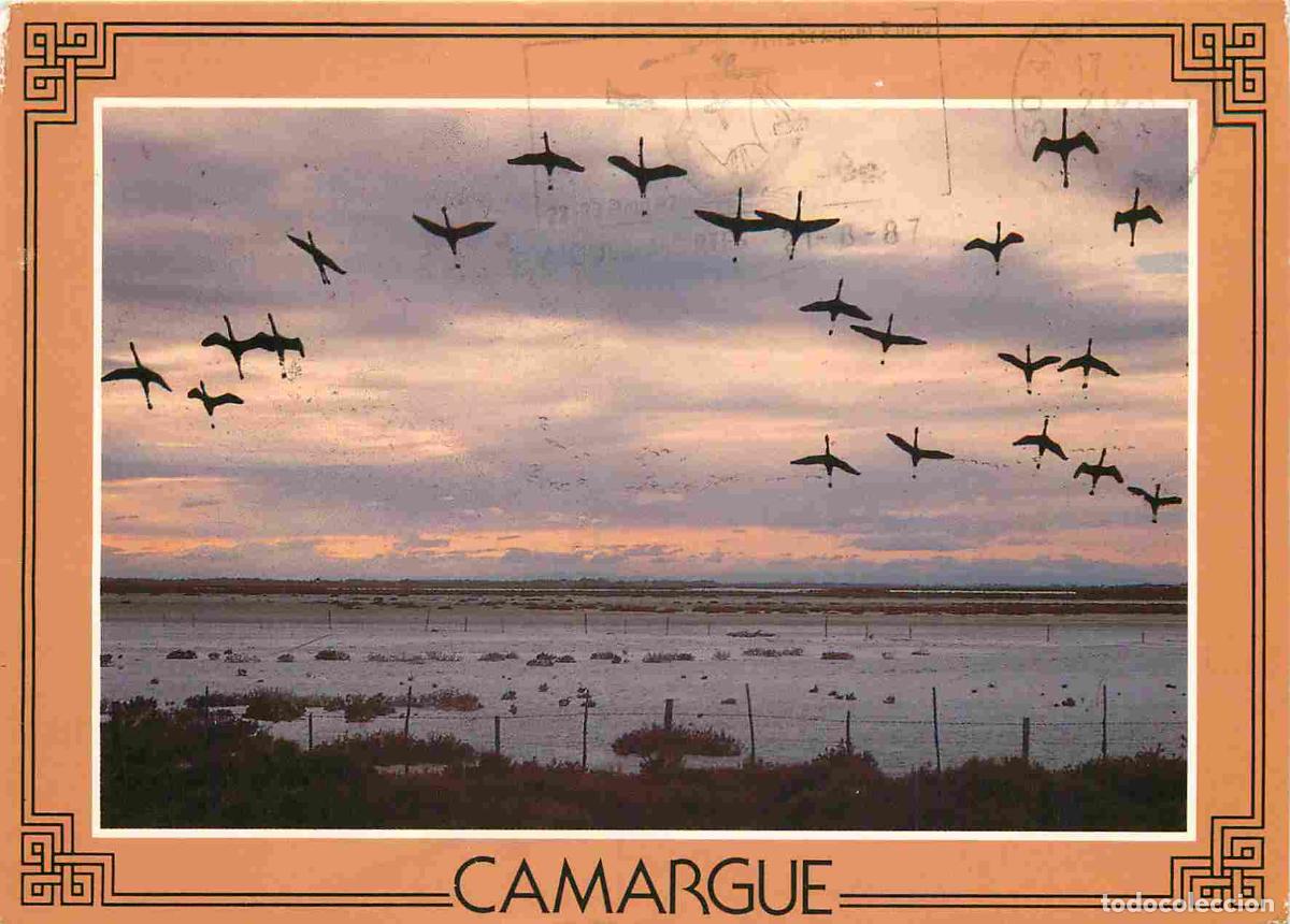 Postcards: Francia - Carte Postale - 30 - Camargue - Flamants roses en vol - Recherche d'un abri pour la nuit -