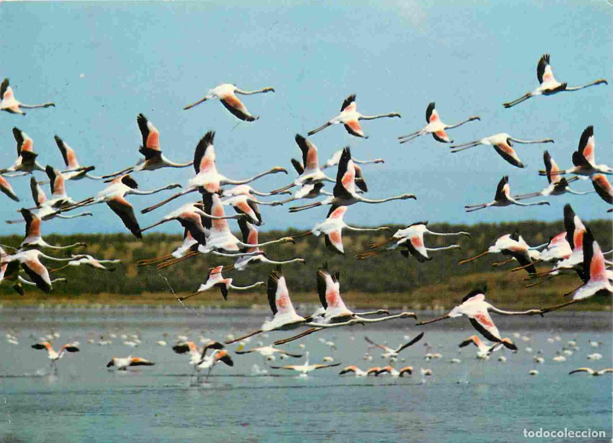 Postales: Francia - Carte Postale - 13 - Camargue - Flamants roses en vol - CPM - Voir Scans Recto-Verso