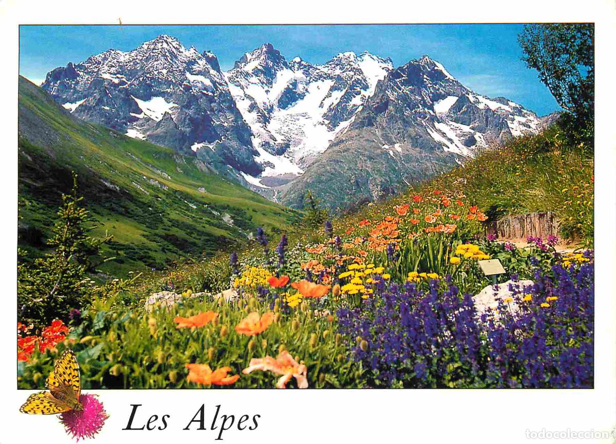 Postales: Francia - Carte Postale - 05 - Le lautaret - Jardin alpin du lautaret - Fleurs - CPM - Voir Scans Re
