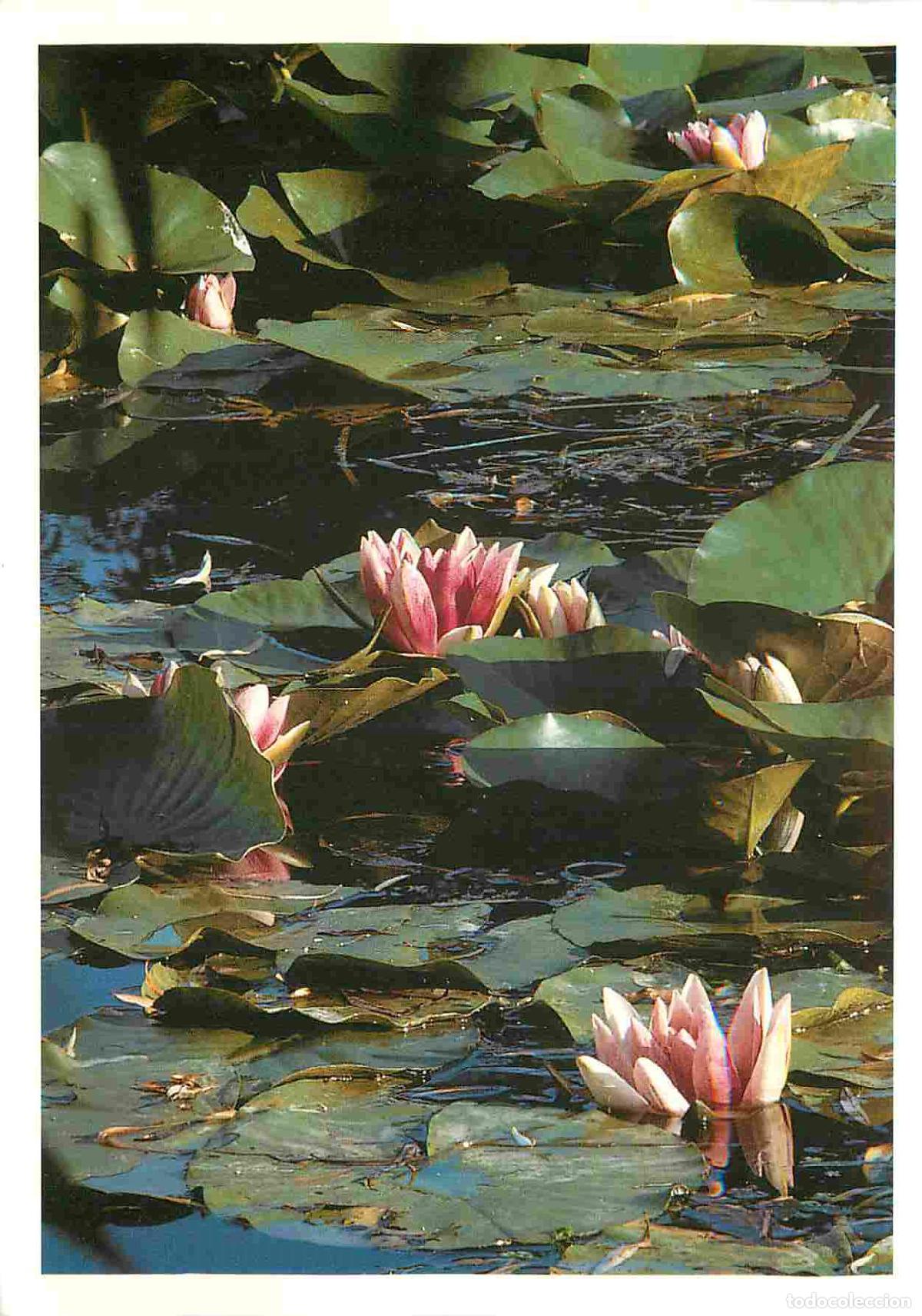 Cartoline: Francia - Carte Postale - 27 - Giverny - Mus&eacute;e Claude Monet - A la surface de l'&eacute;tang ombrag&eacute; par le