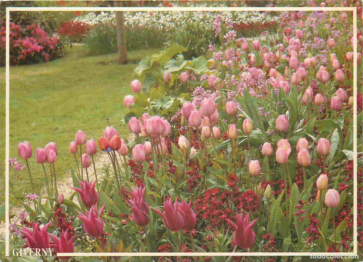 Cartoline: Francia - Carte Postale - 27 - Giverny - Maison de claude monet - parterre de g&eacute;raniums - Le clos no