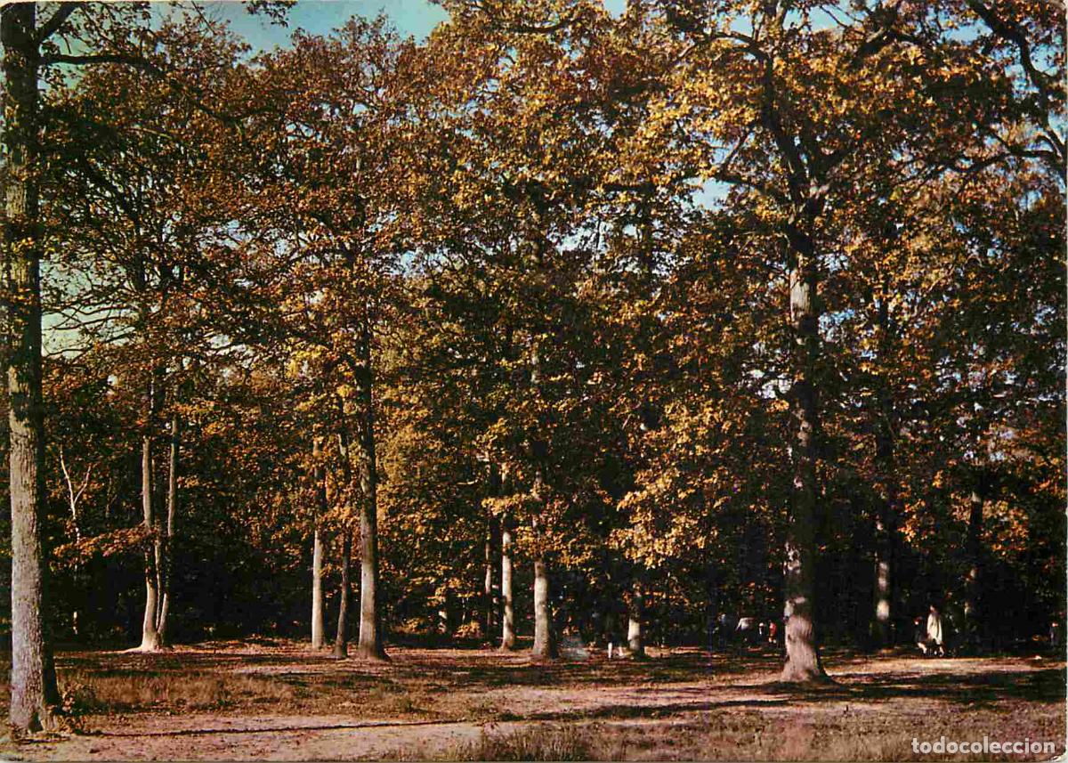Postais: Francia - Carte Postale - 91 - For&ecirc;t de S&eacute;nart - En for&ecirc;t de Senart - CPM - Voir Scans Recto-Verso