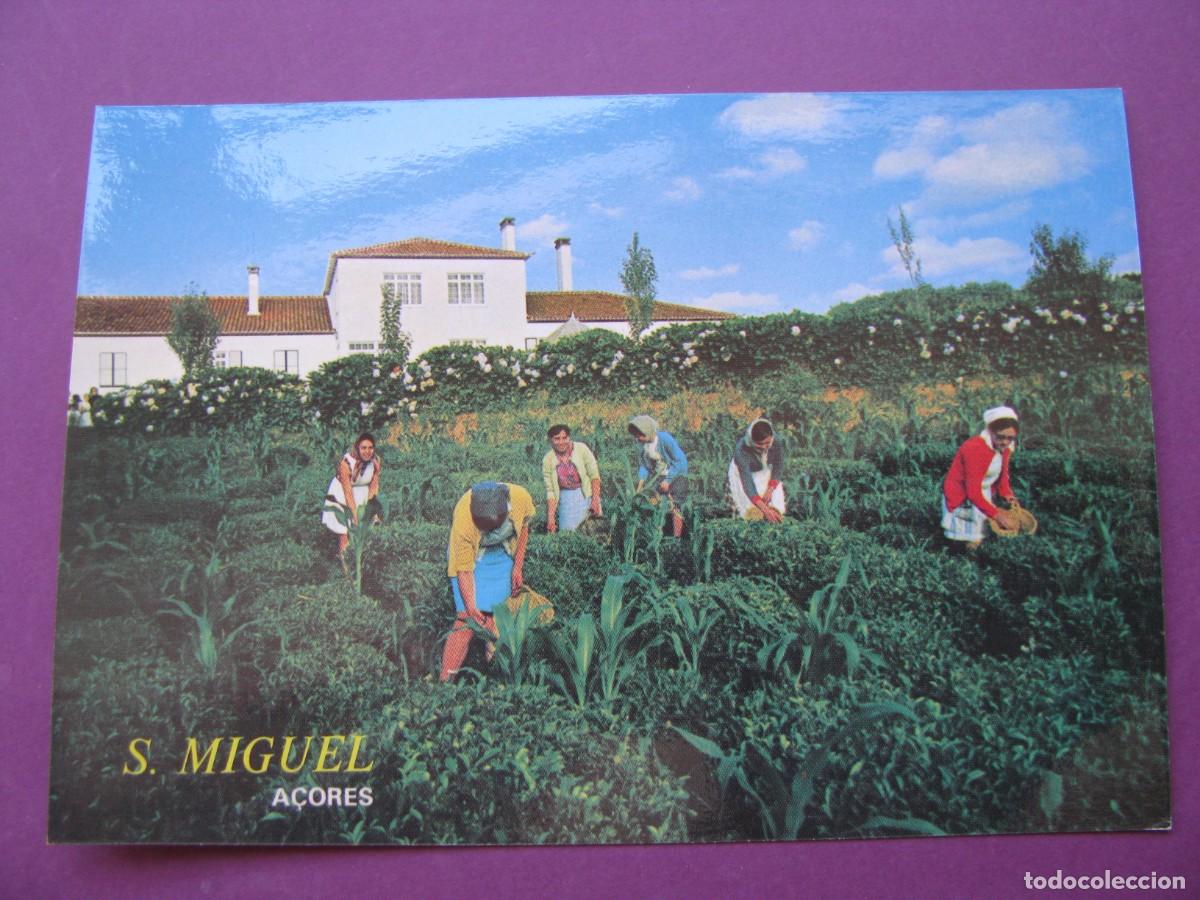 Postales: POSTAL DE ISLAS AZORES. A&Ccedil;ORES. S. MIGUEL.