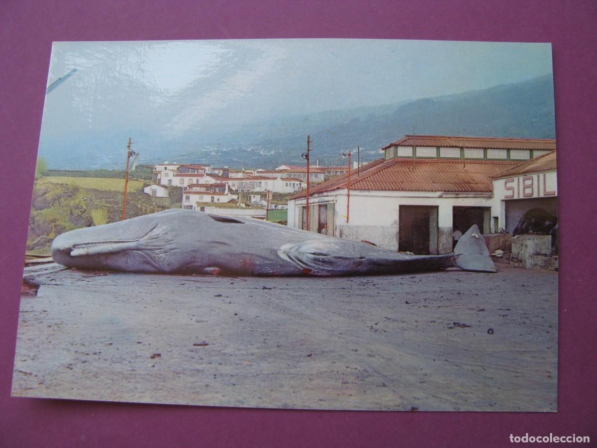 Postales: POSTAL DE ISLAS AZORES. A&Ccedil;ORES. ILHA DO PICO. FABRICA BALLENERA.