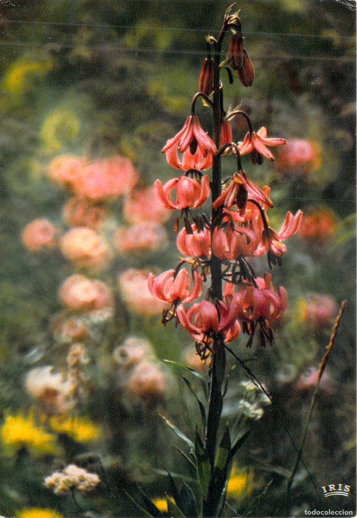 Postales: Postal de Flor de los Pirineos Azucena Martag&oacute;n