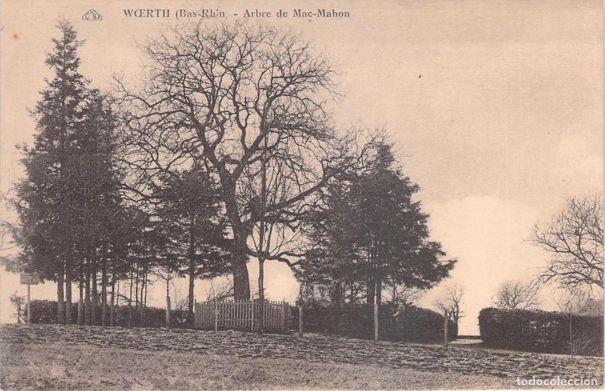 Postales: Tarjeta Postal de W&oelig;rth, Arbre de Mac-Mahon, Bas-Rhin