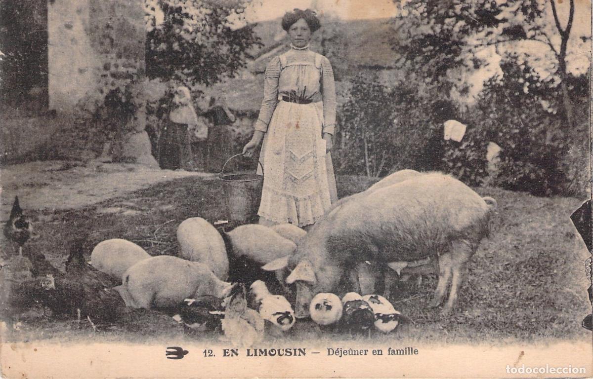 Postcards: Postal de Limousin Francia, Campesina Alimentando Cerdos y Gallinas